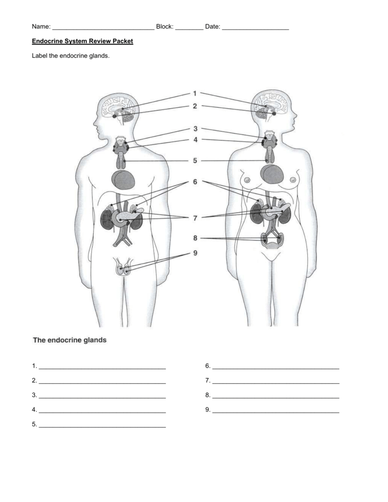 Diagram Of Endocrine System Endocrine System Review Packet