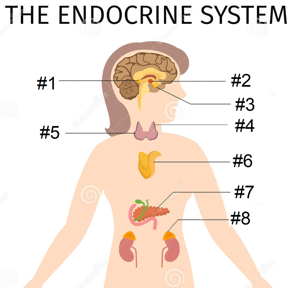 Diagram Of Endocrine System Label The Endocrine System Diagram Quizlet