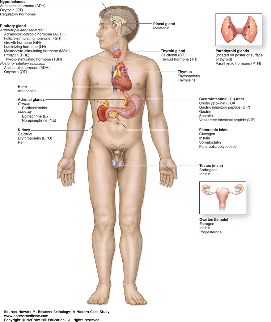 Diagram Of Endocrine System Pathology Of The Endocrine System Pathology A Modern Case Study