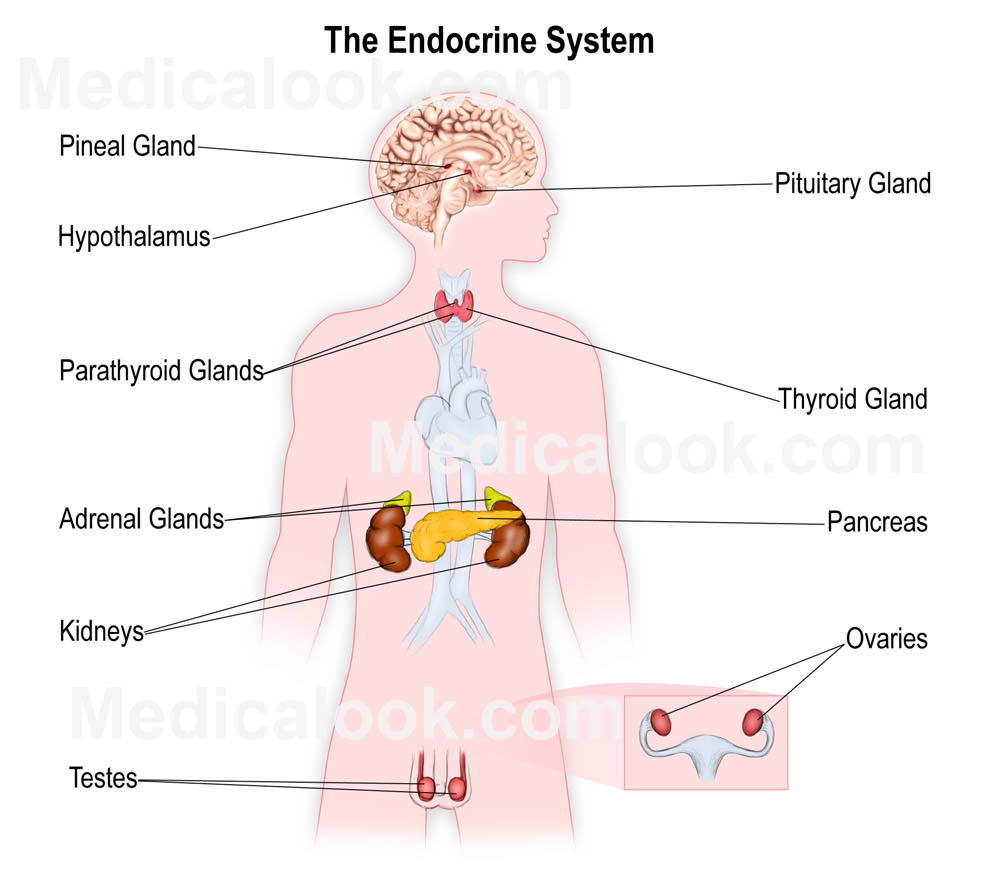 Diagram Of Endocrine System Roles Of The Endocrine System Think Healthy Be Healthy