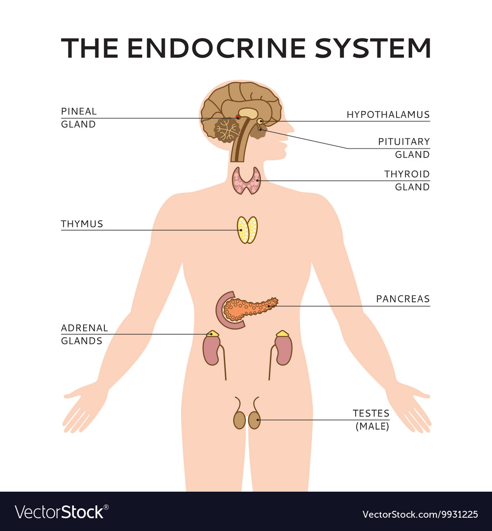 Diagram Of Endocrine System Schematic Colorful Of Male Vector Image