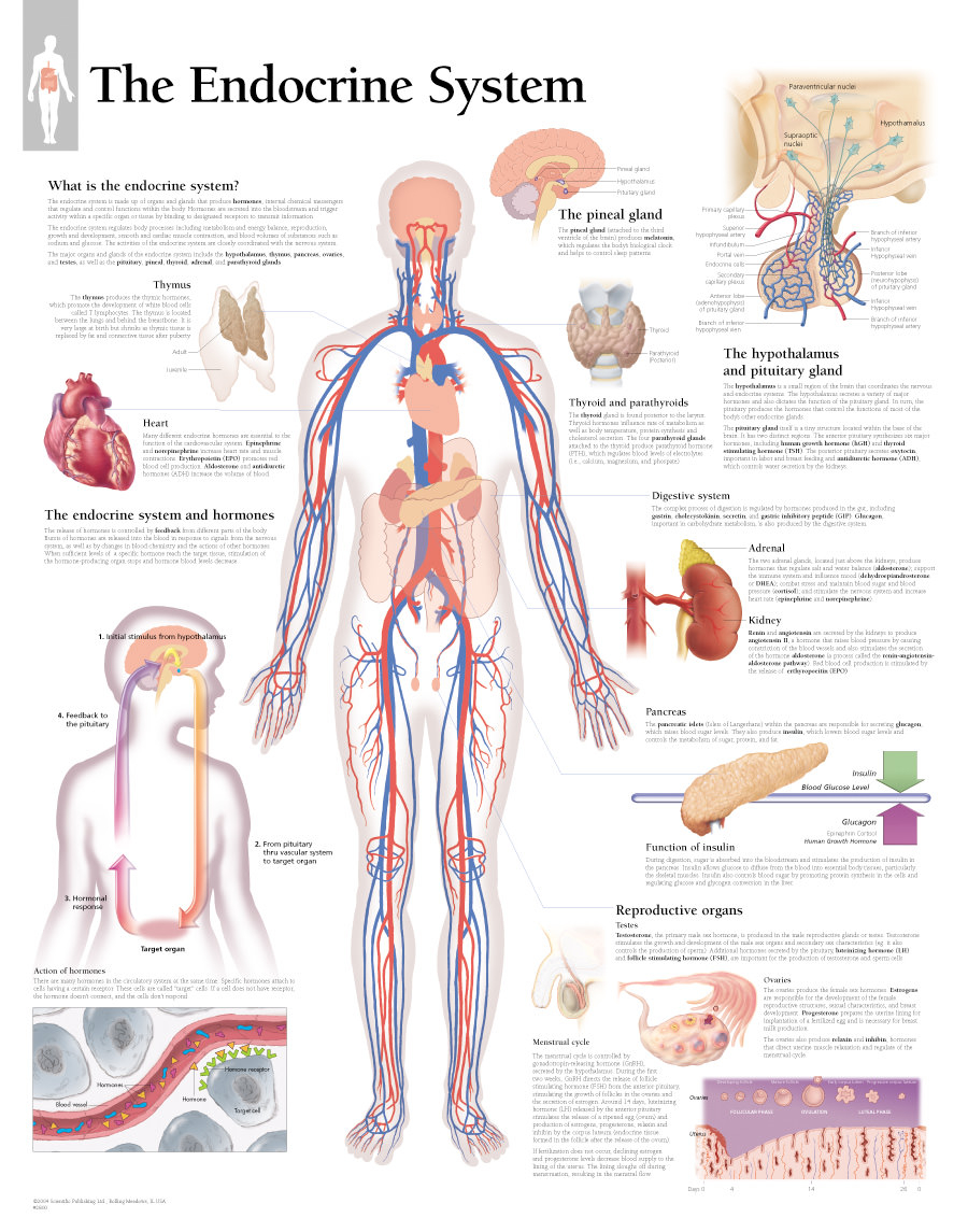 Diagram Of Endocrine System The Endocrine System Chart