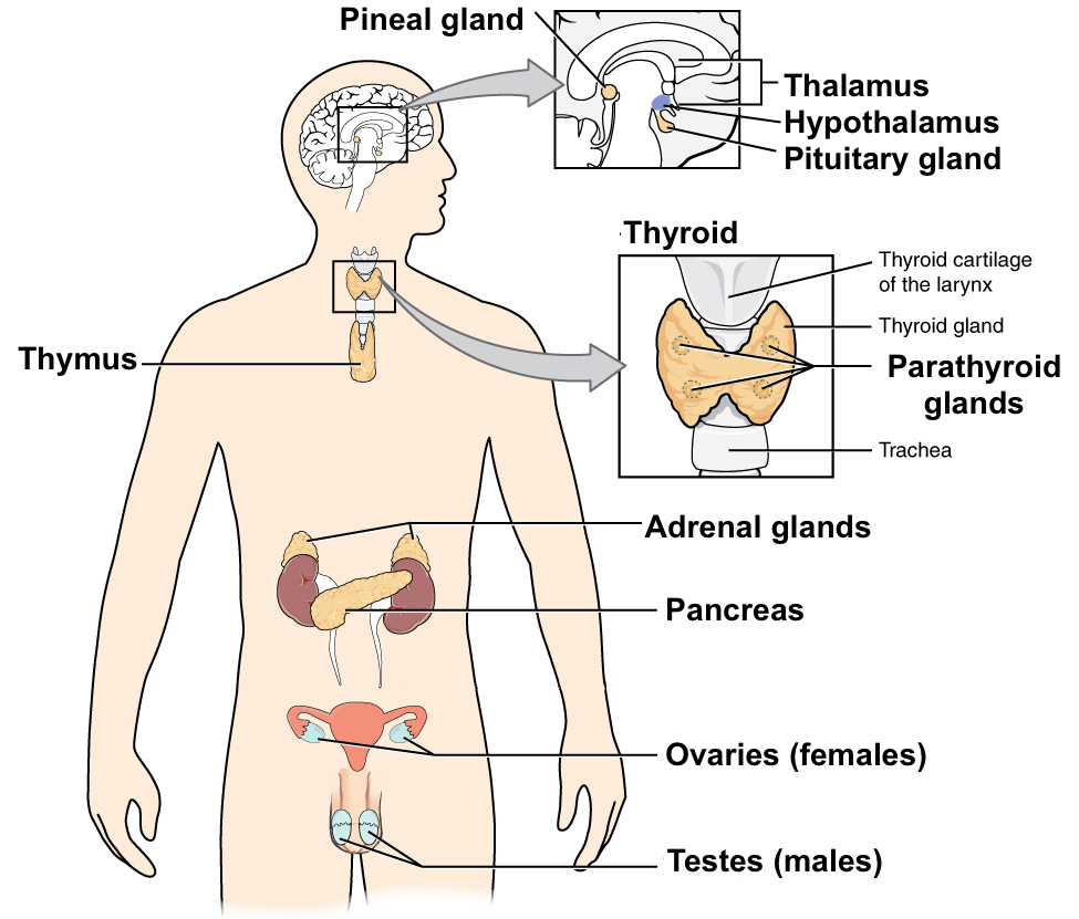 Diagram Of Endocrine System The Nervous And Endocrine Systems Review Article Khan Academy