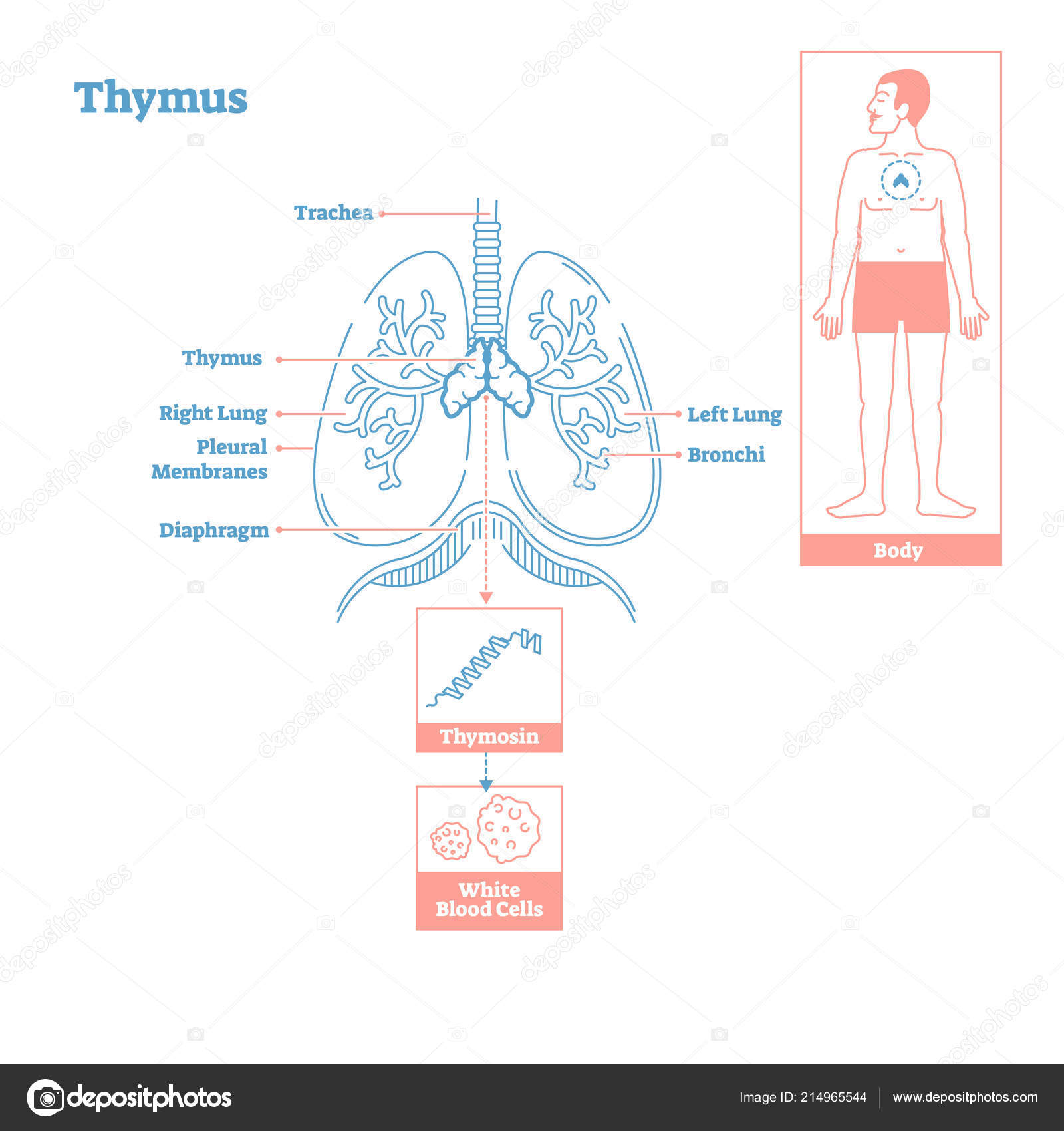 Diagram Of Endocrine System Thymus Gland Of Endocrine System Medical Science Vector
