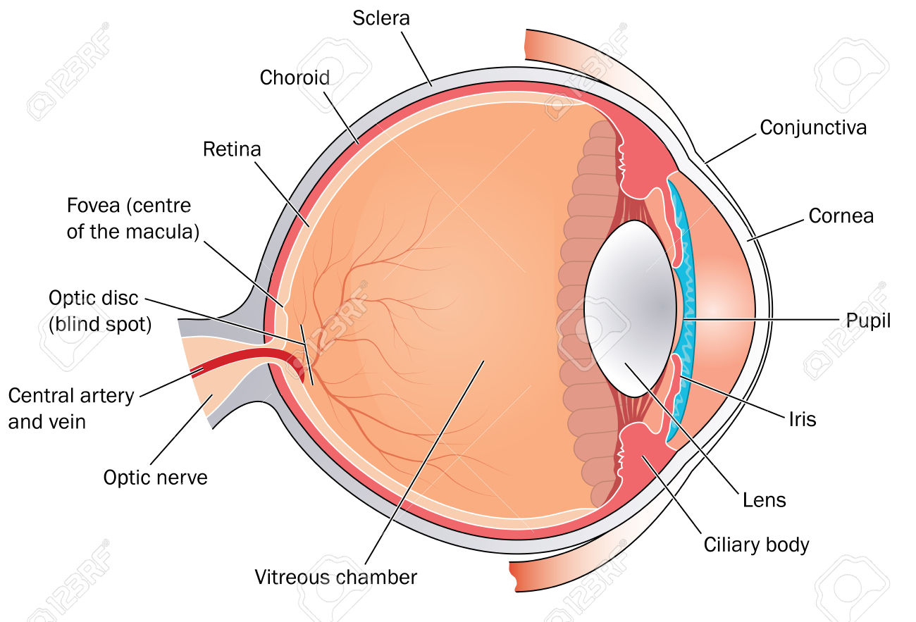 Diagram Of Eye Anatomy Eye Diagram Fovea Disk Wiring Diagram Article