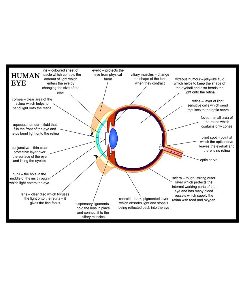 Diagram Of Eye Av Styles Textured Human Eye Diagram And Parts Explained For Biology