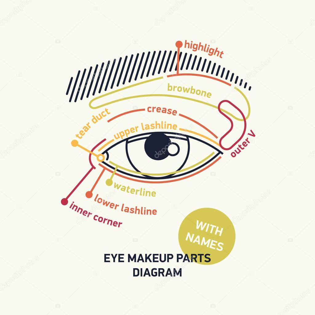 Diagram Of Eye Diagram For Eye Makeup With Names Stock Vector Mashatace