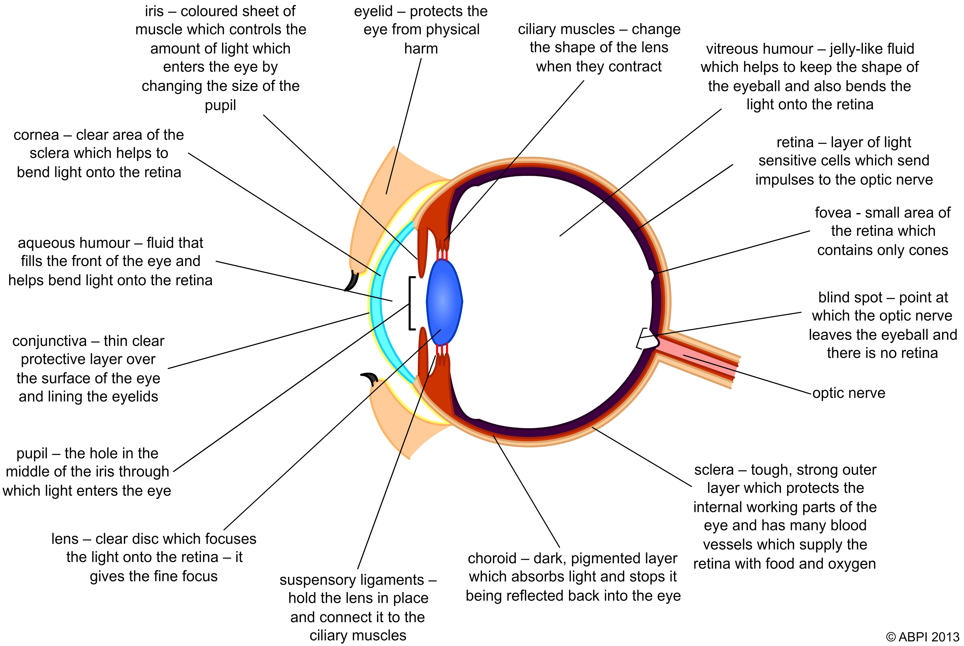 Diagram Of Eye Diagram Of The Eye And Functions Wiring Diagram Web