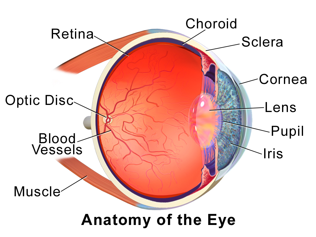 Diagram Of Eye Eye Diagram Label Tunic Wiring Diagram Srconds