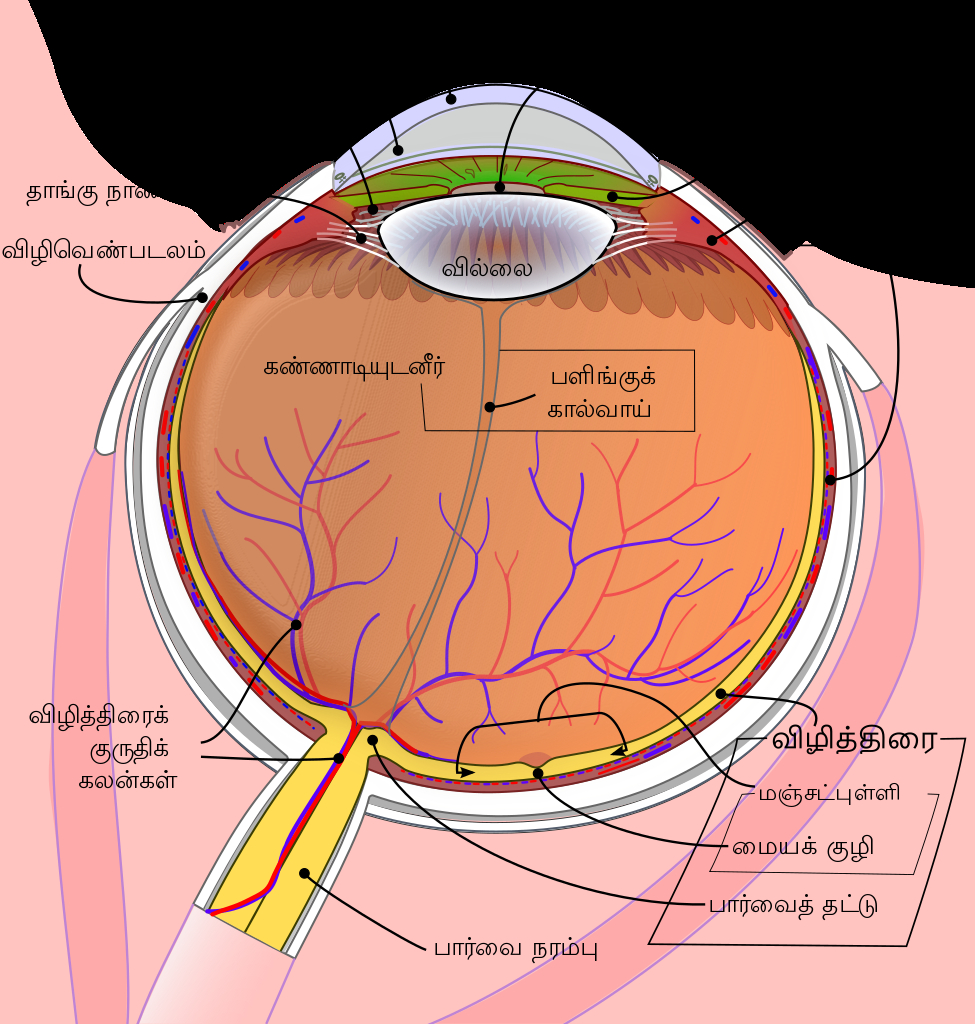Diagram Of Eye Fileschematic Diagram Of The Human Eye Tasvg Wikimedia Commons