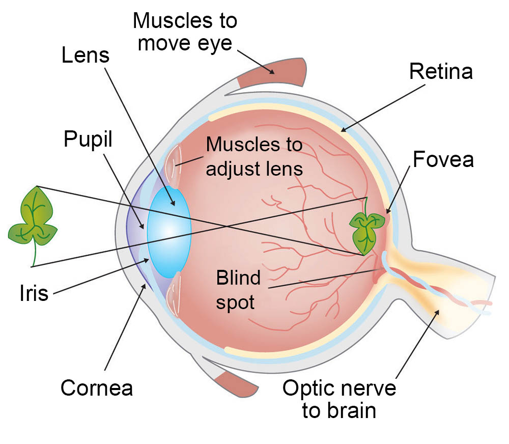 Diagram Of Eye How Vision Works Our Sense Of Sight Ask A Biologist