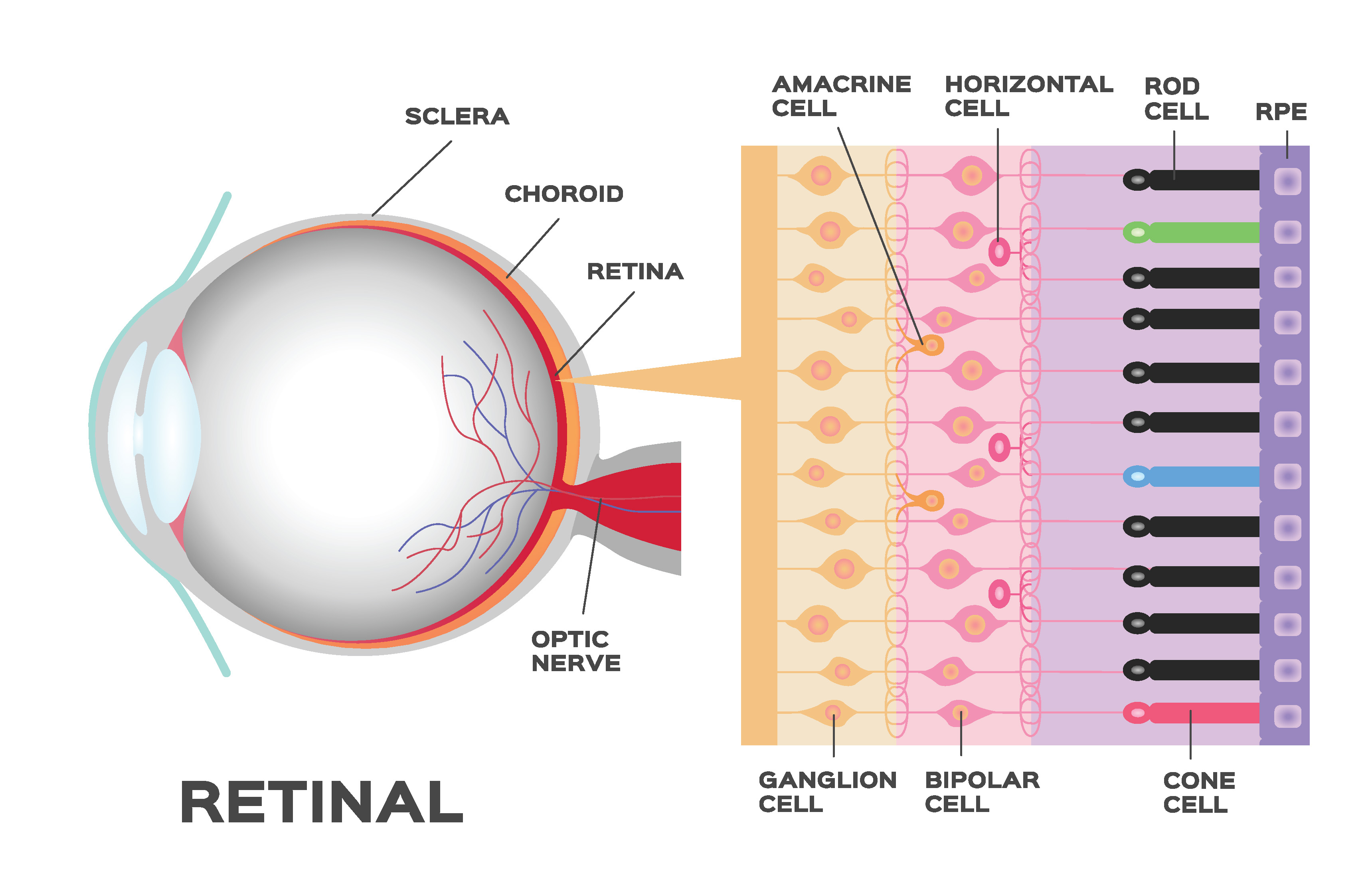 Diagram Of Eye How Your Eyes Work