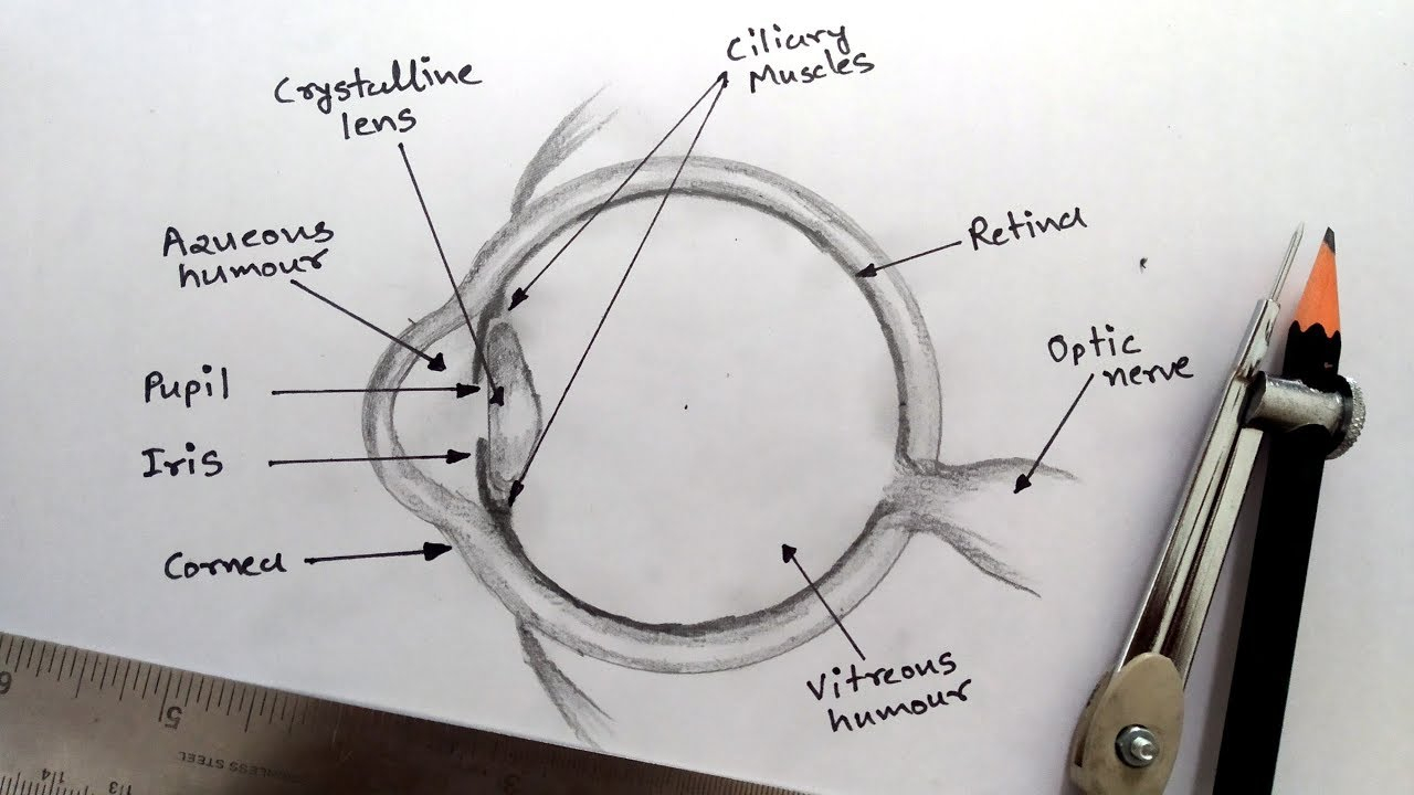 Diagram Of Eye Human Eye Diagram Class 10 How To Draw Human Eye Diagram Easy Step Step