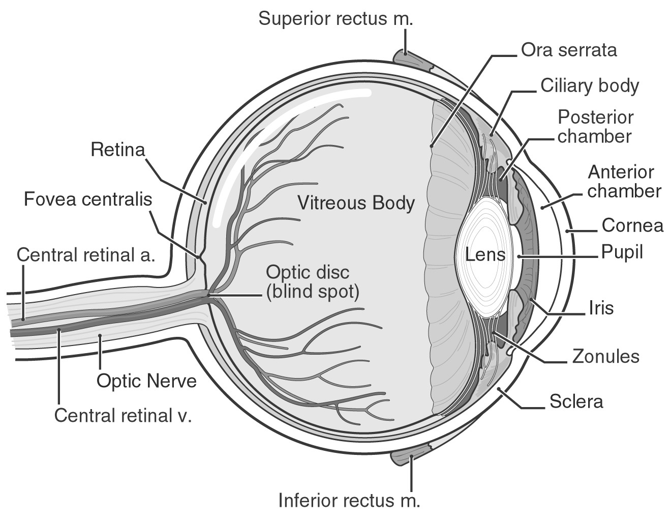 Diagram Of Eye Project 1