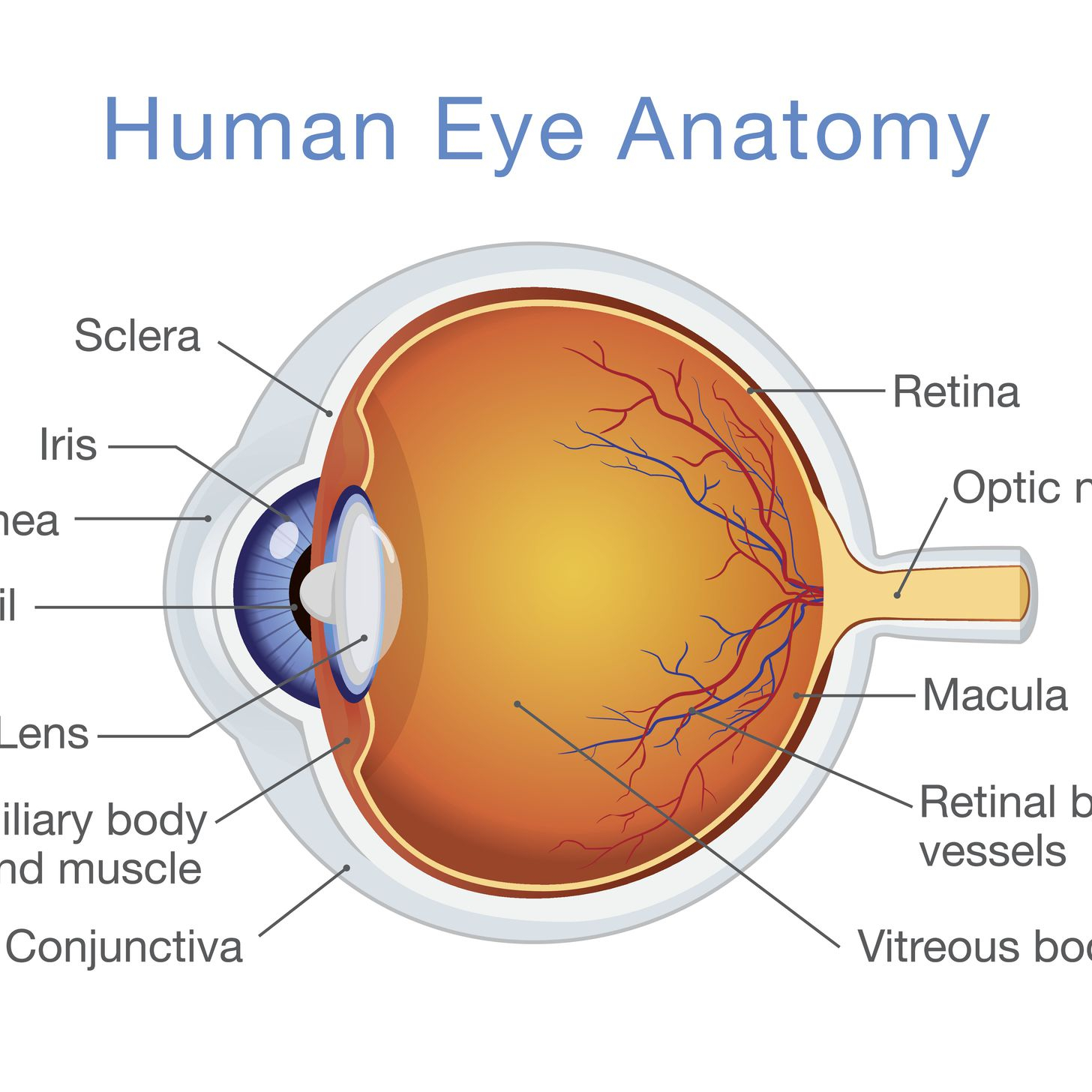 Diagram Of Eye Structure And Function Of The Human Eye