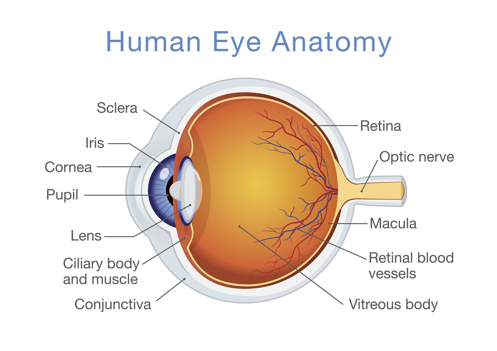 Diagram Of Eye Structure And Function Of The Human Eye