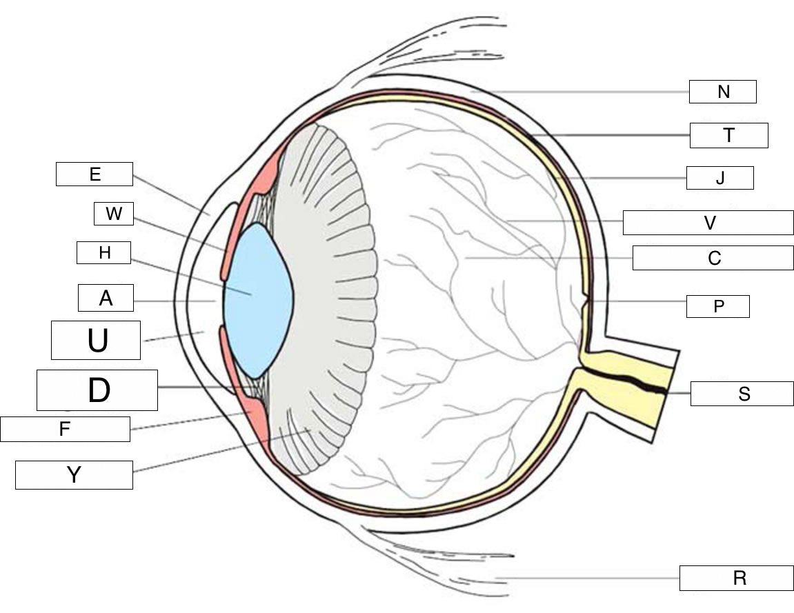 Diagram Of Eye Vision And The Eye Lesson 1063 Tqa Explorer