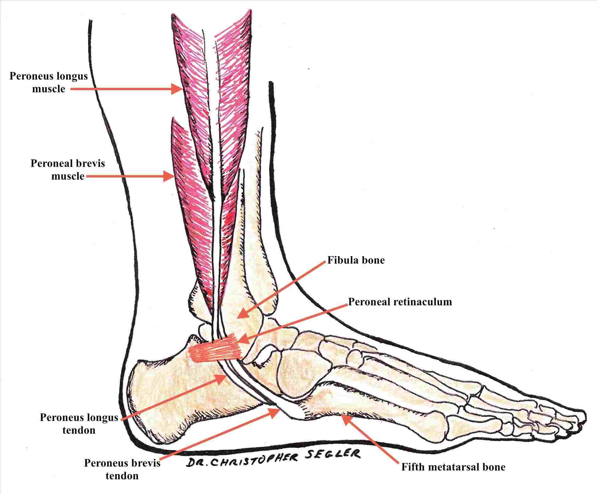 Diagram Of Foot Anatomy Of Foot Muscles And Tendons Diagram Diagram Of Anatomy