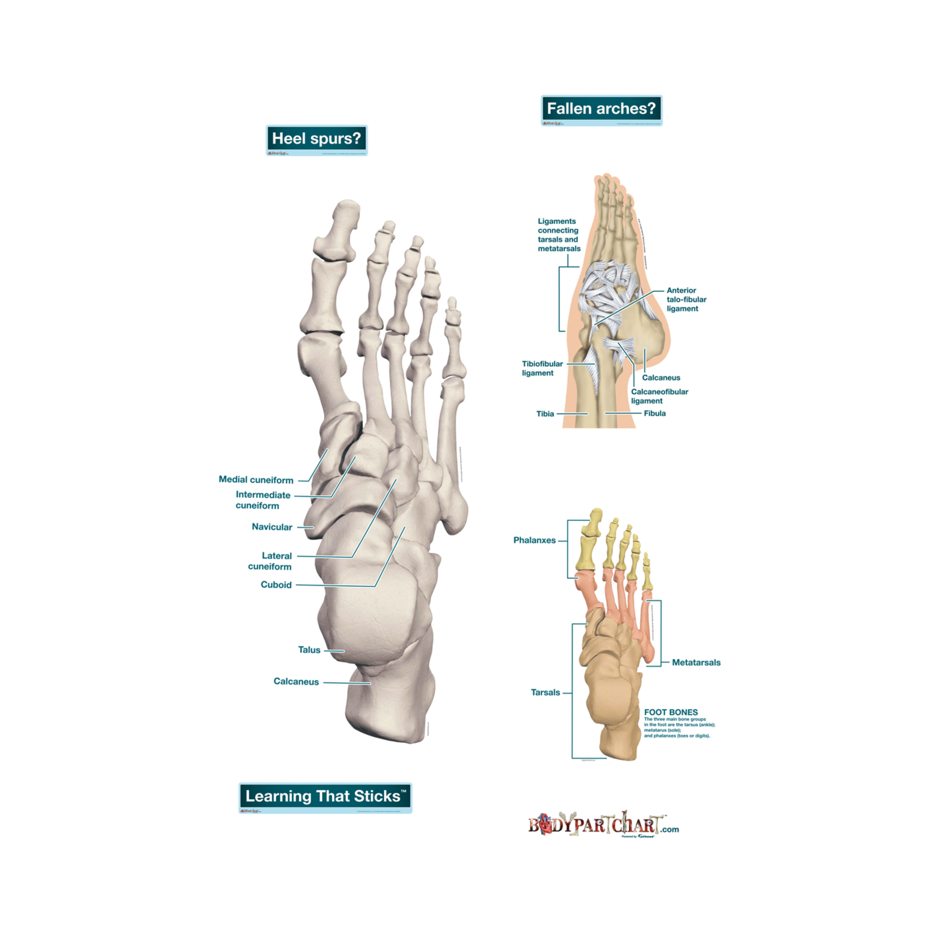 Diagram Of Foot Ankle And Foot Labeled Body Part Chart Removable Wall Graphic