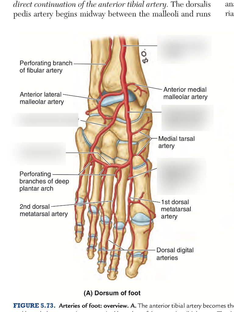 Diagram Of Foot Arteries Of Foot Diagram Quizlet