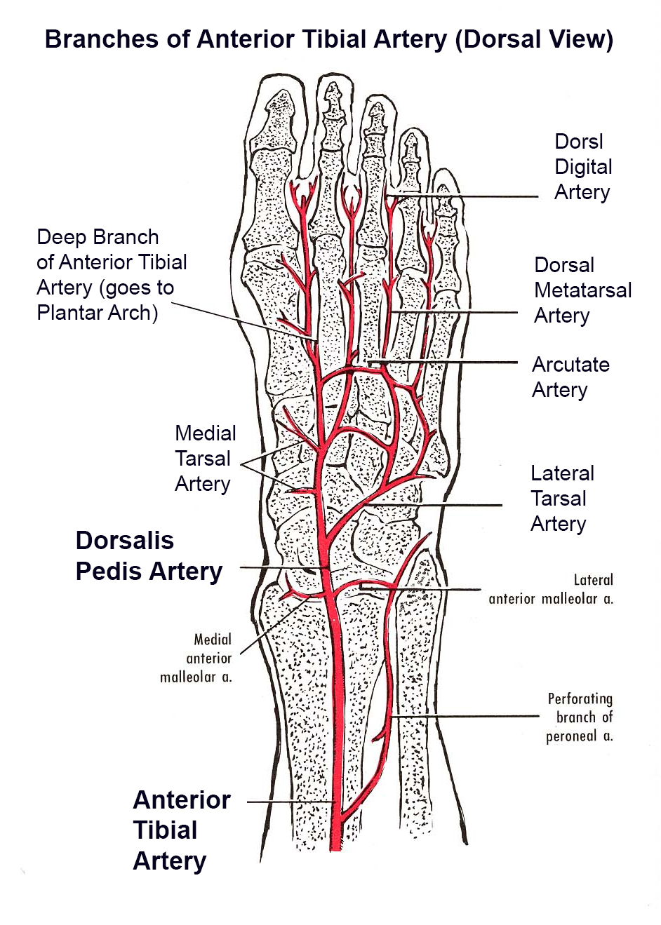 Diagram Of Foot Blood Supply To The Foot Foot Ankle Orthobullets