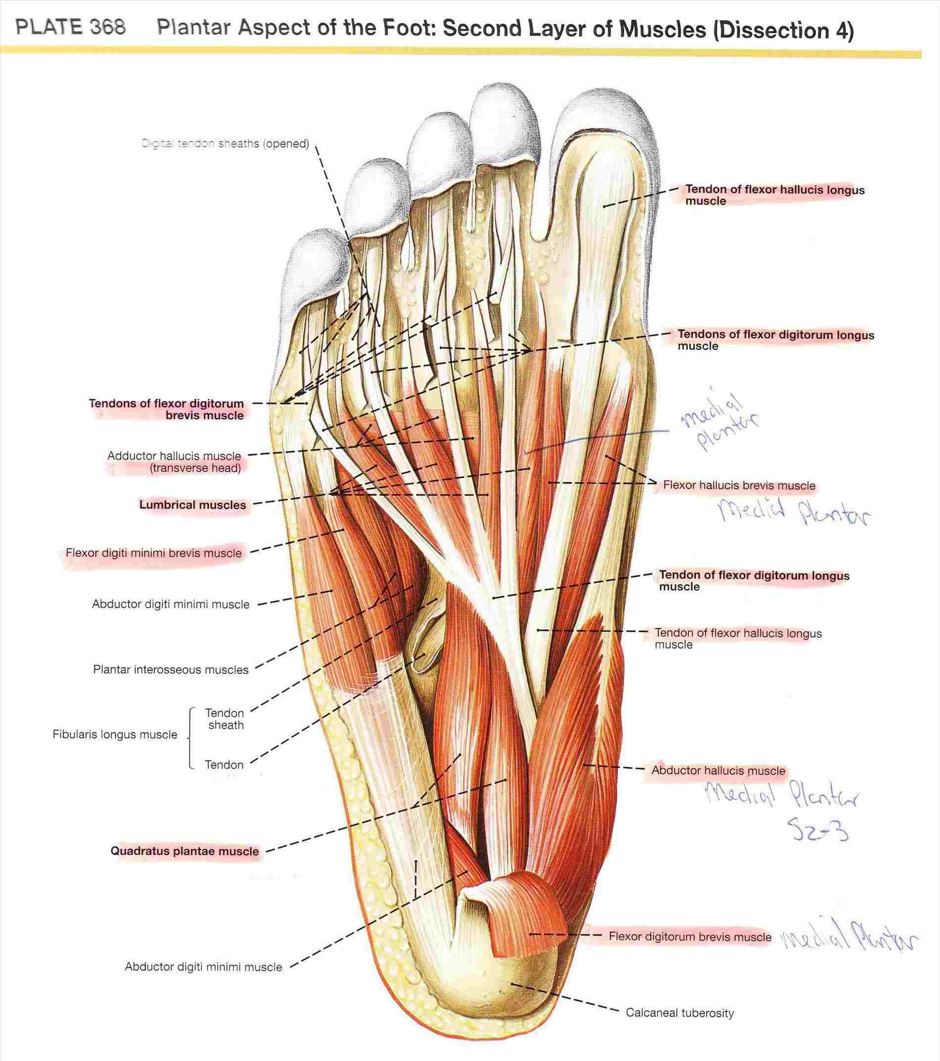 Diagram Of Foot Diagram Anatomy Of Foot Muscles And Tendons Diagram Of Foot