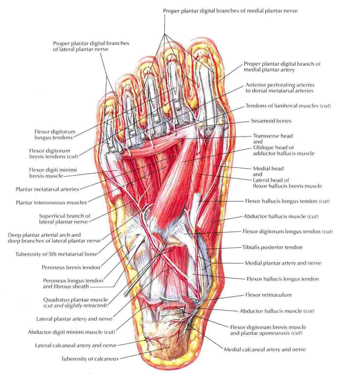 Diagram Of Foot Diagram Bottom Of Feet Wiring Diagram Bookmark