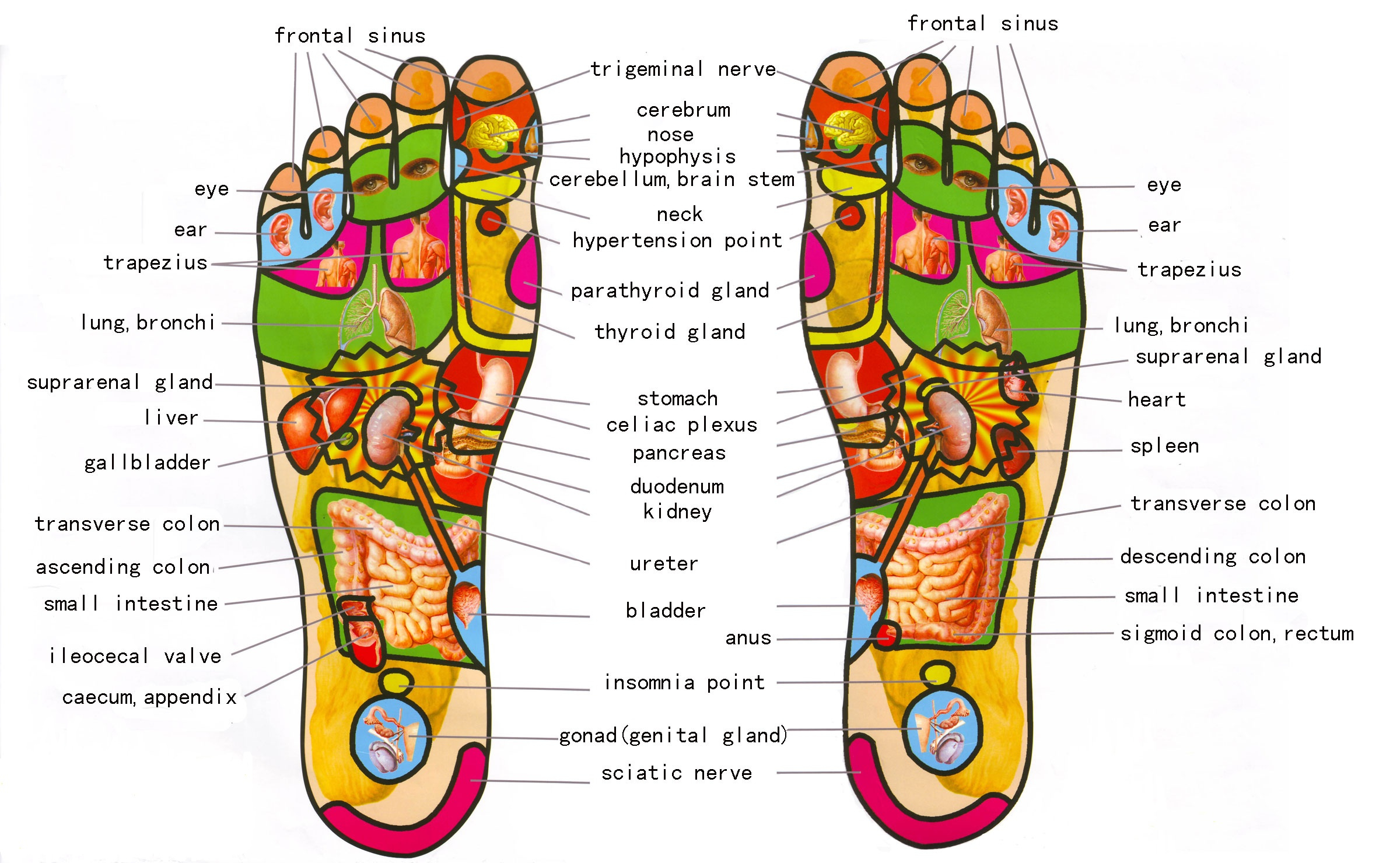 Diagram Of Foot Download All Best Foot Reflexology2019charts