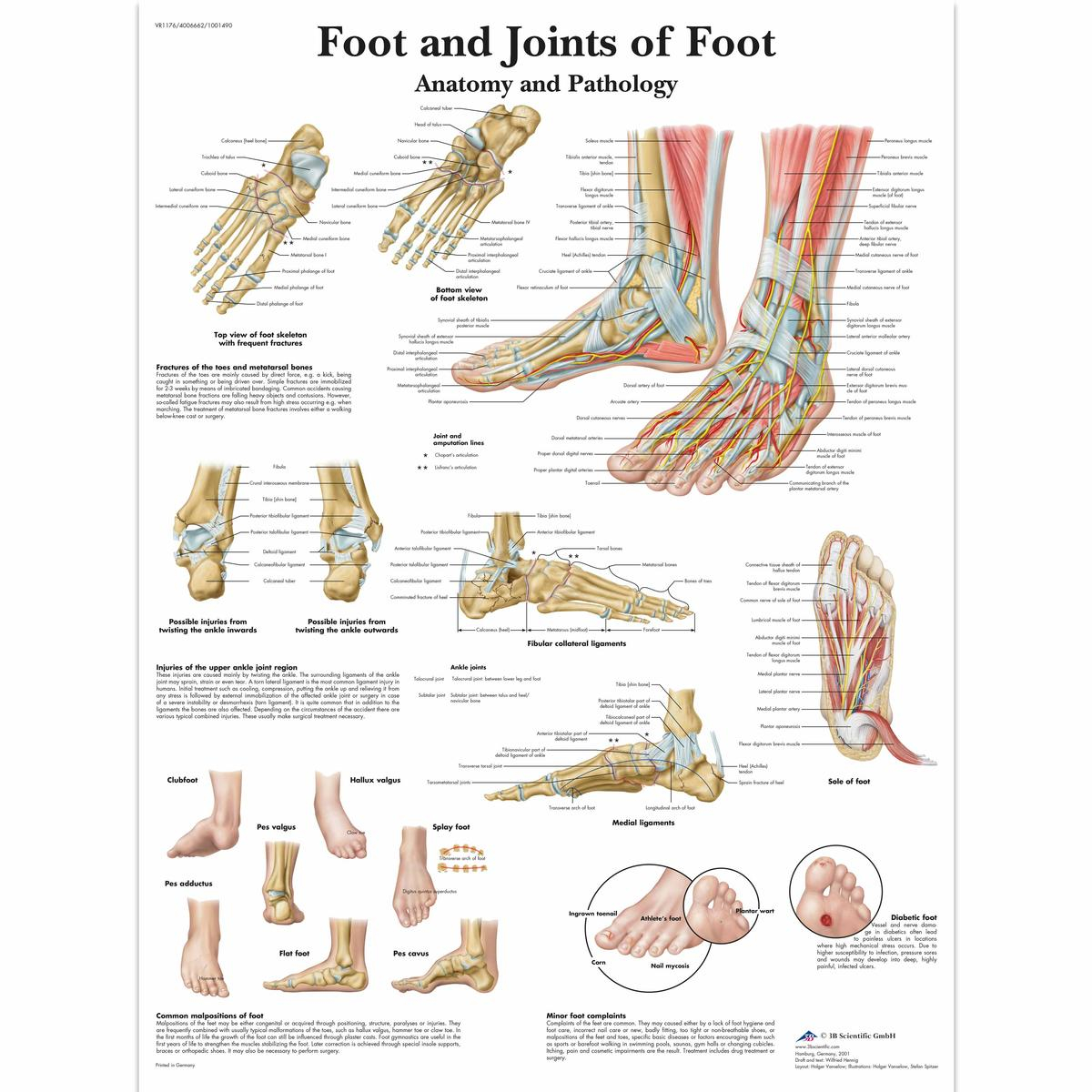 Diagram Of Foot Foot And Joints Of Foot Laminated Chart
