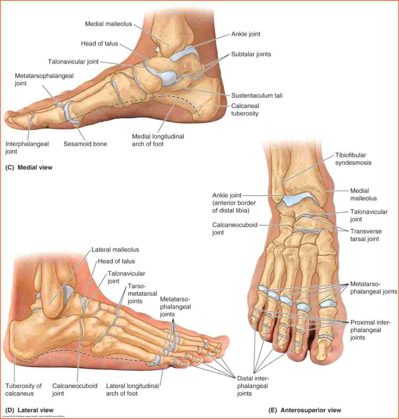 Diagram Of Foot Foot Bones Anatomy Diagram Diagram Anatomy Body