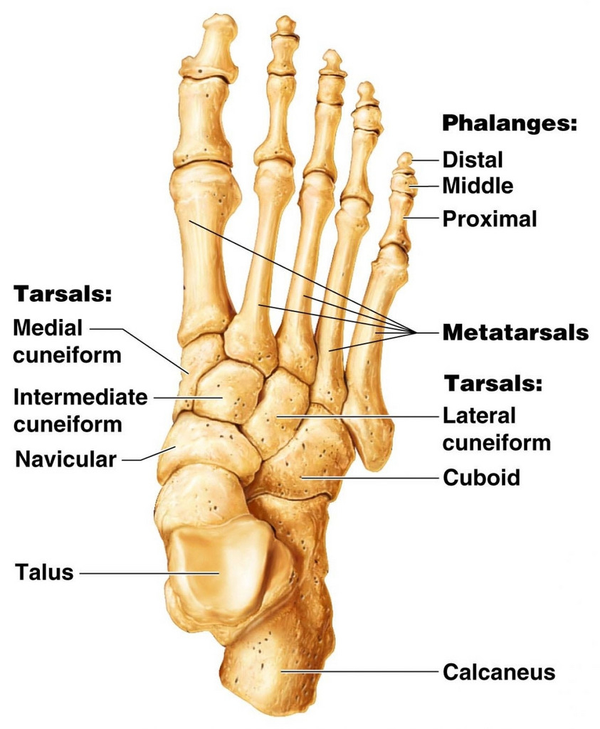 Diagram Of Foot Foot Bones Diagram Quizlet