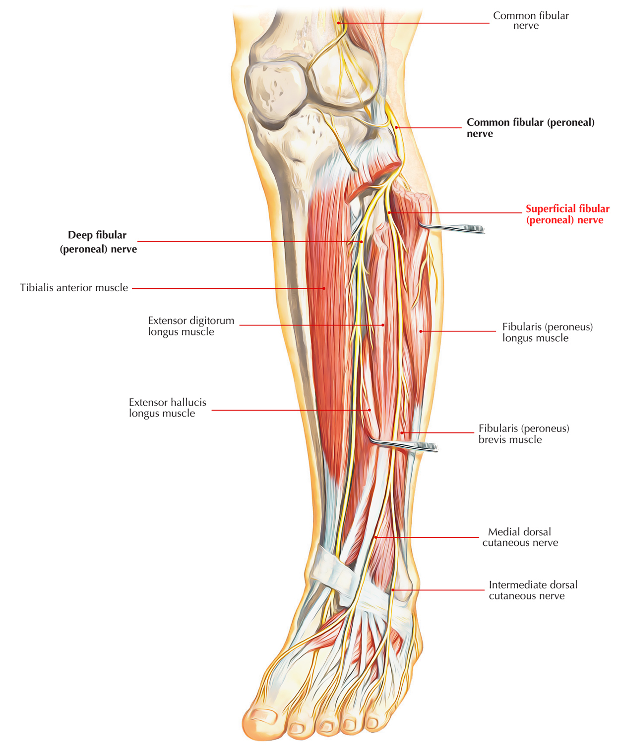 Diagram Of Foot Foot Nerve Diagram Wiring Diagram Save