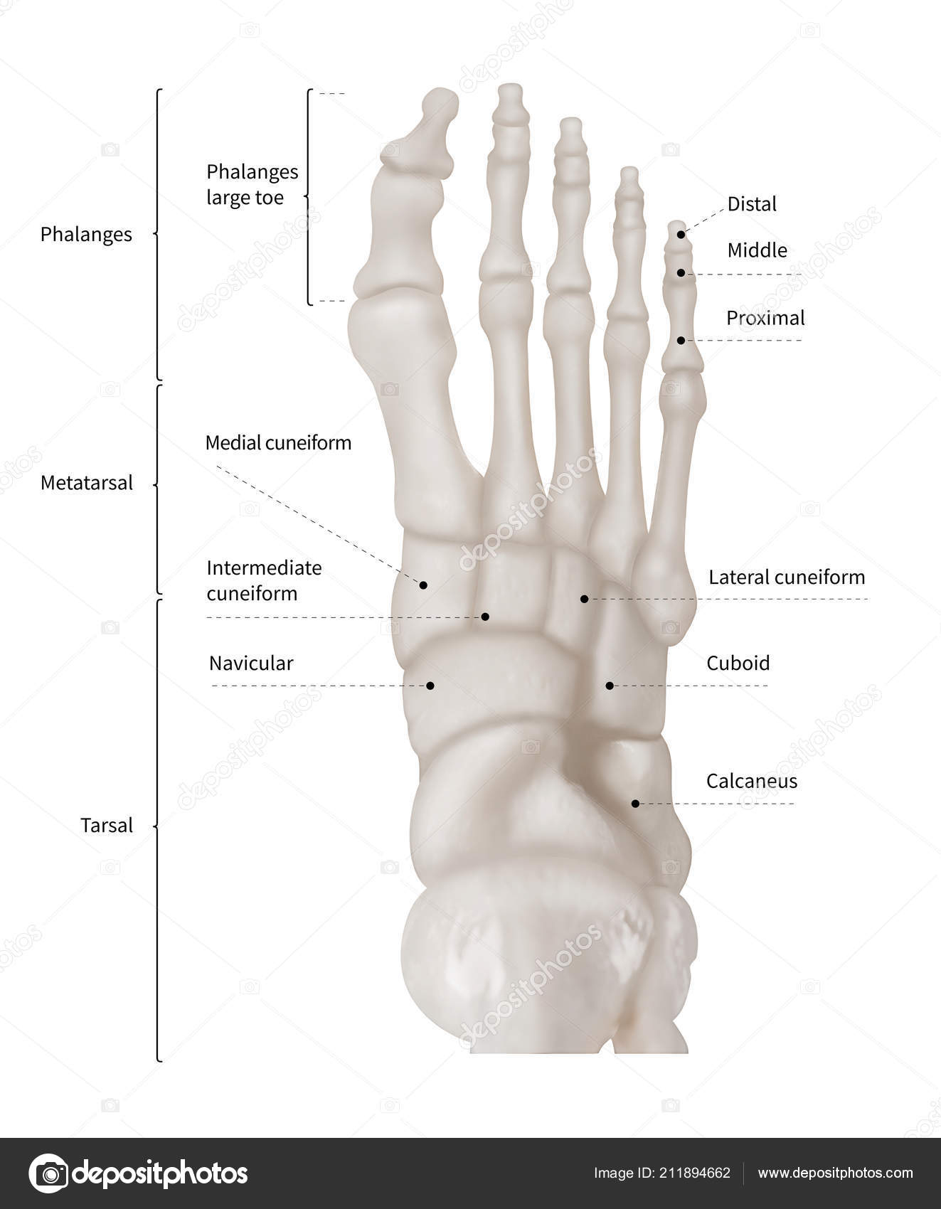 Diagram Of Foot Infographic Diagram Human Foot Bone Anatomy System Anterior View