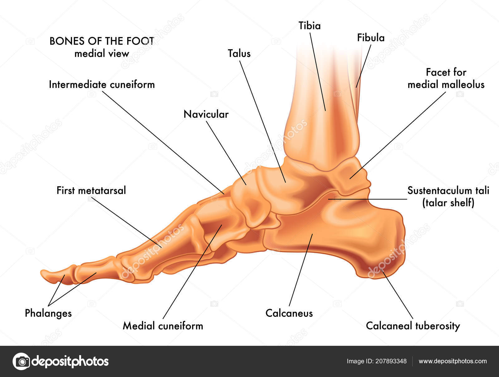 Diagram Of Foot Medical Diagram Of Foot Wiring Diagram Bookmark