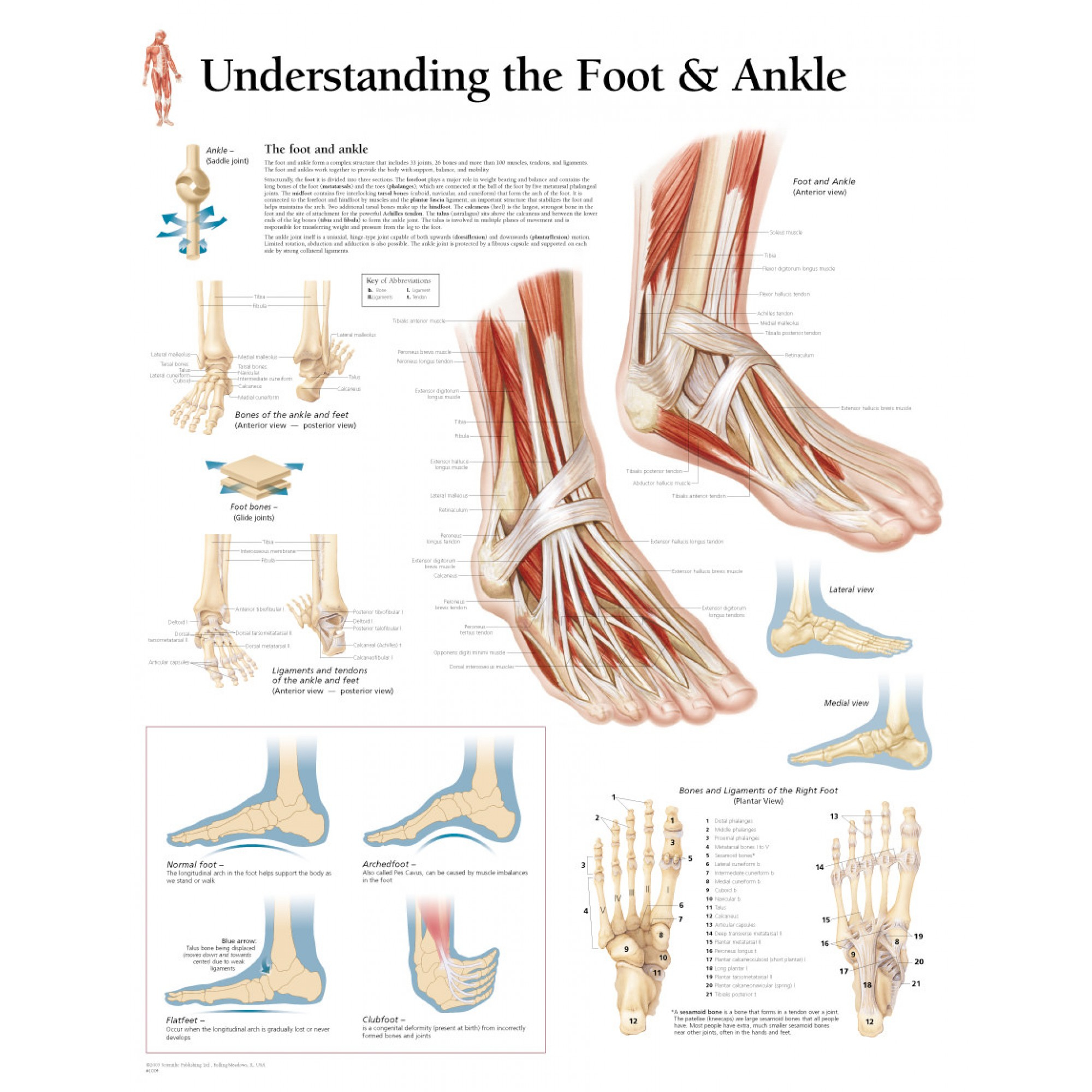 Diagram Of Foot Understanding The Foot Ankle Chart