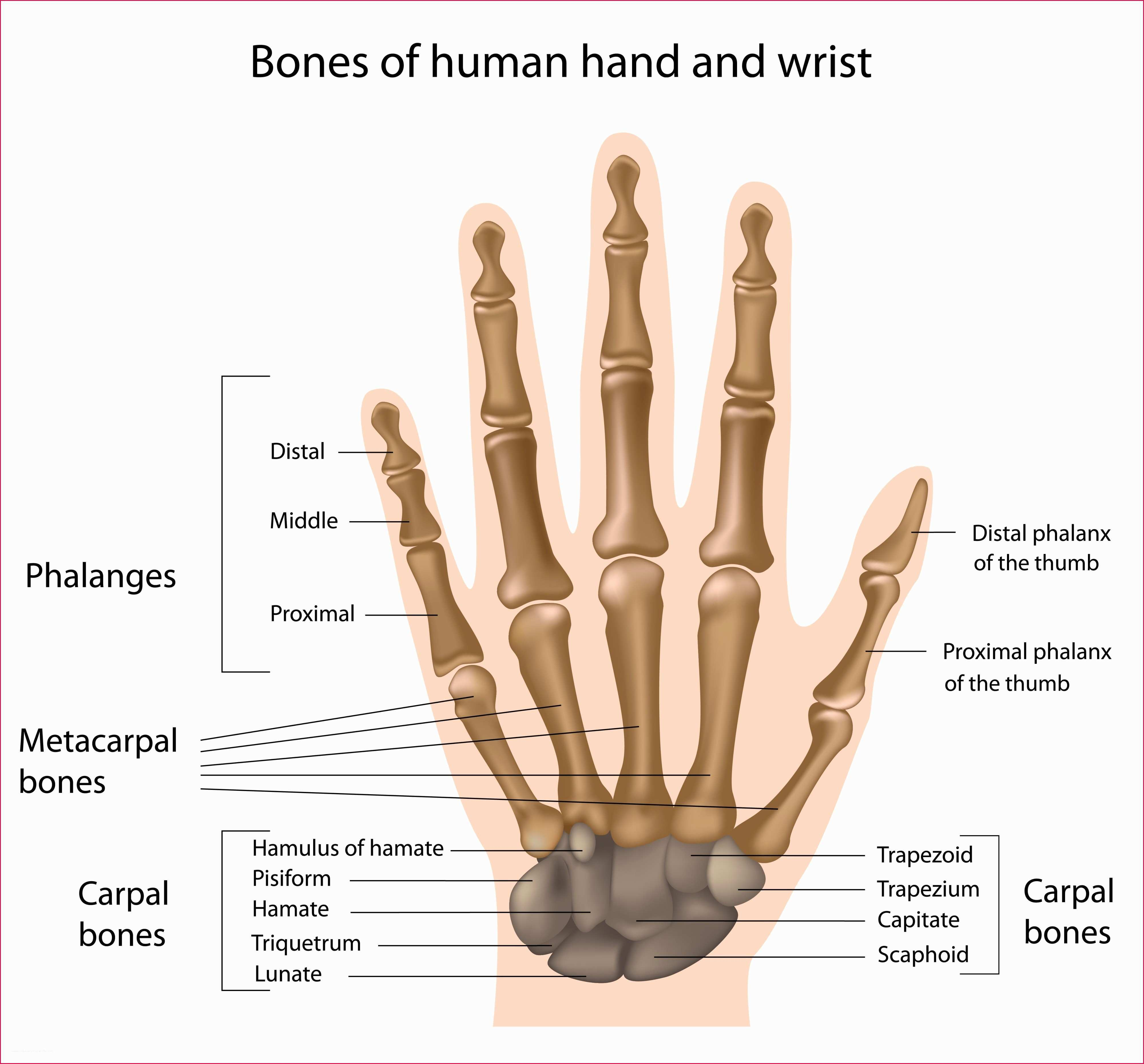 Diagram Of Hand Bones 31 Diagram Of Hand Bones Noibaiairporttransfer
