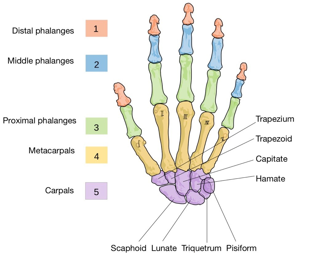 Diagram Of Hand Bones 9 Bones Of The Hand Simplemed Learning Medicine Simplified