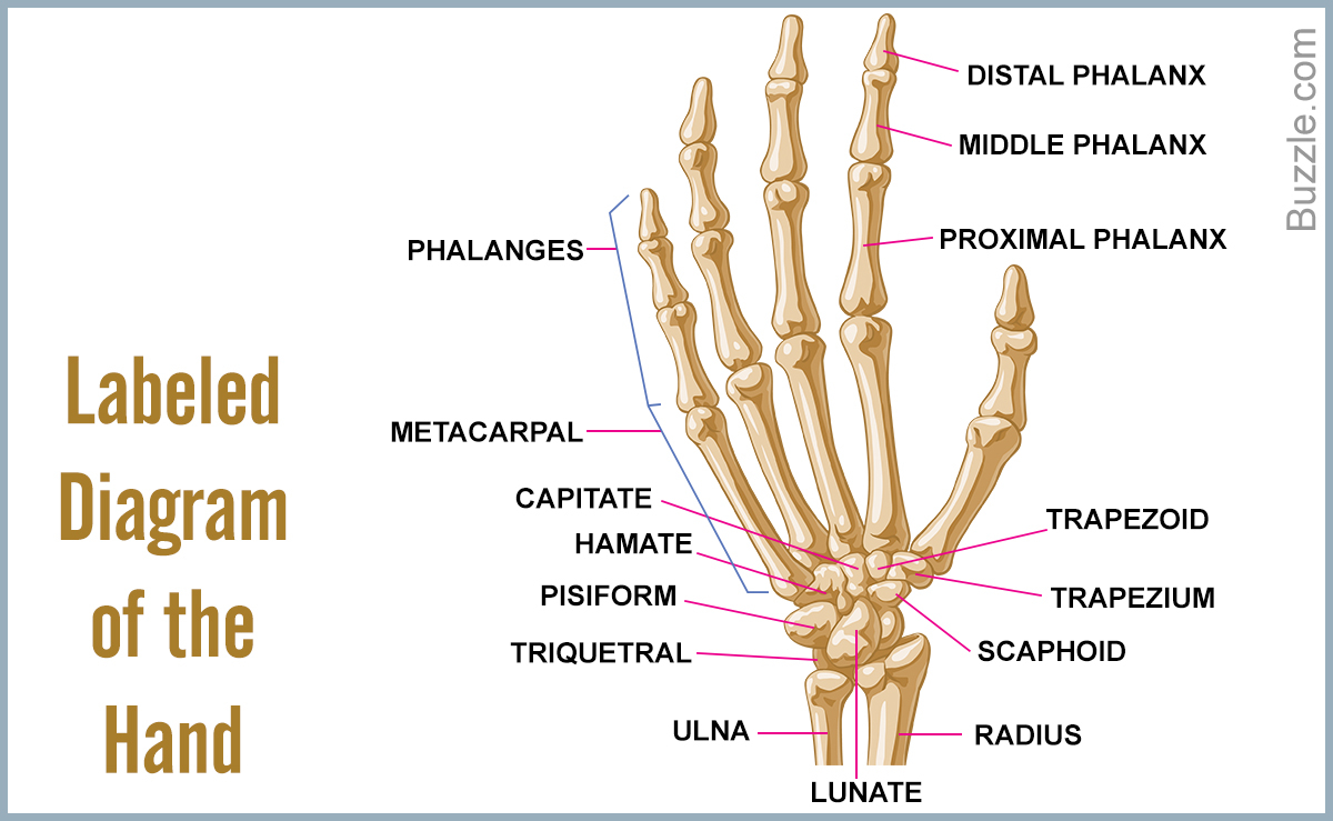 Diagram Of Hand Bones A List Of Bones In The Human Body With Labeled Diagrams