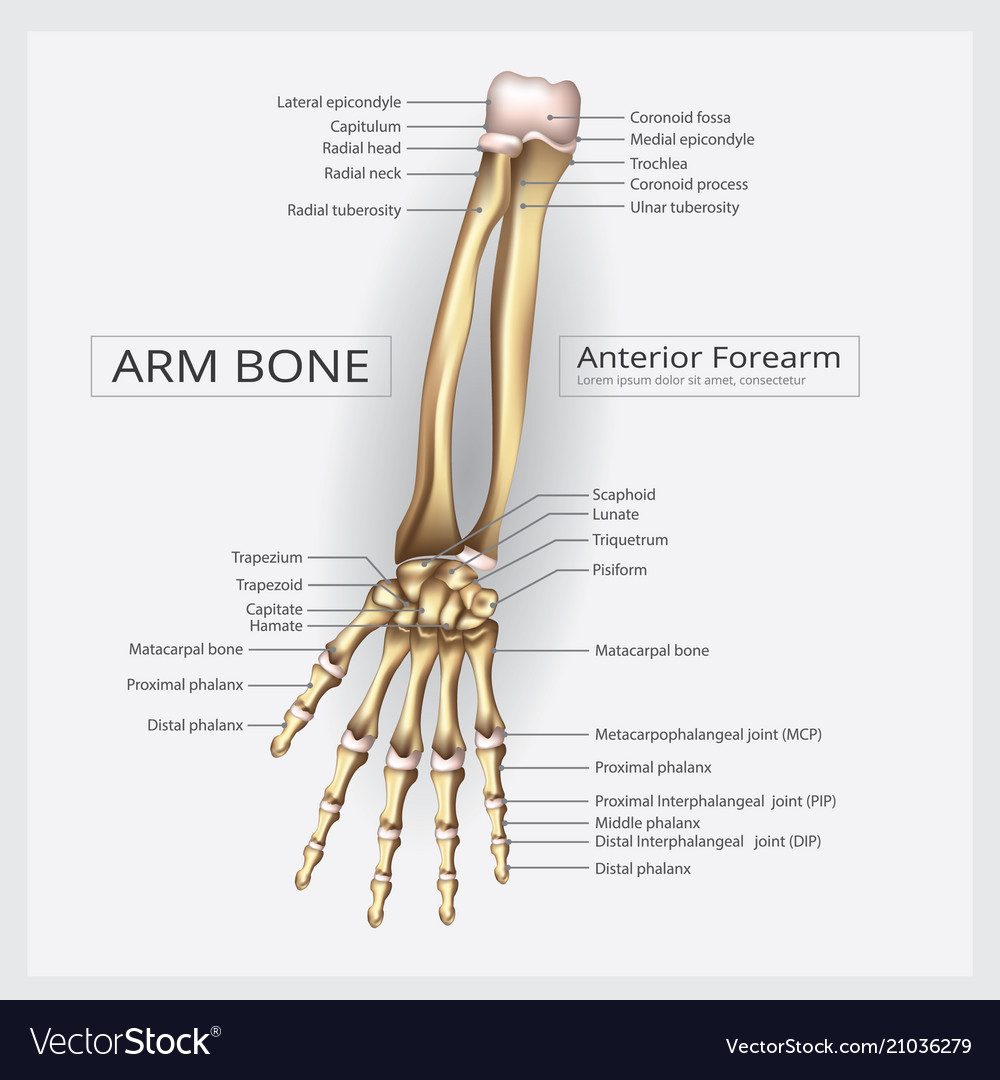 Diagram Of Hand Bones Arm And Hand Bone