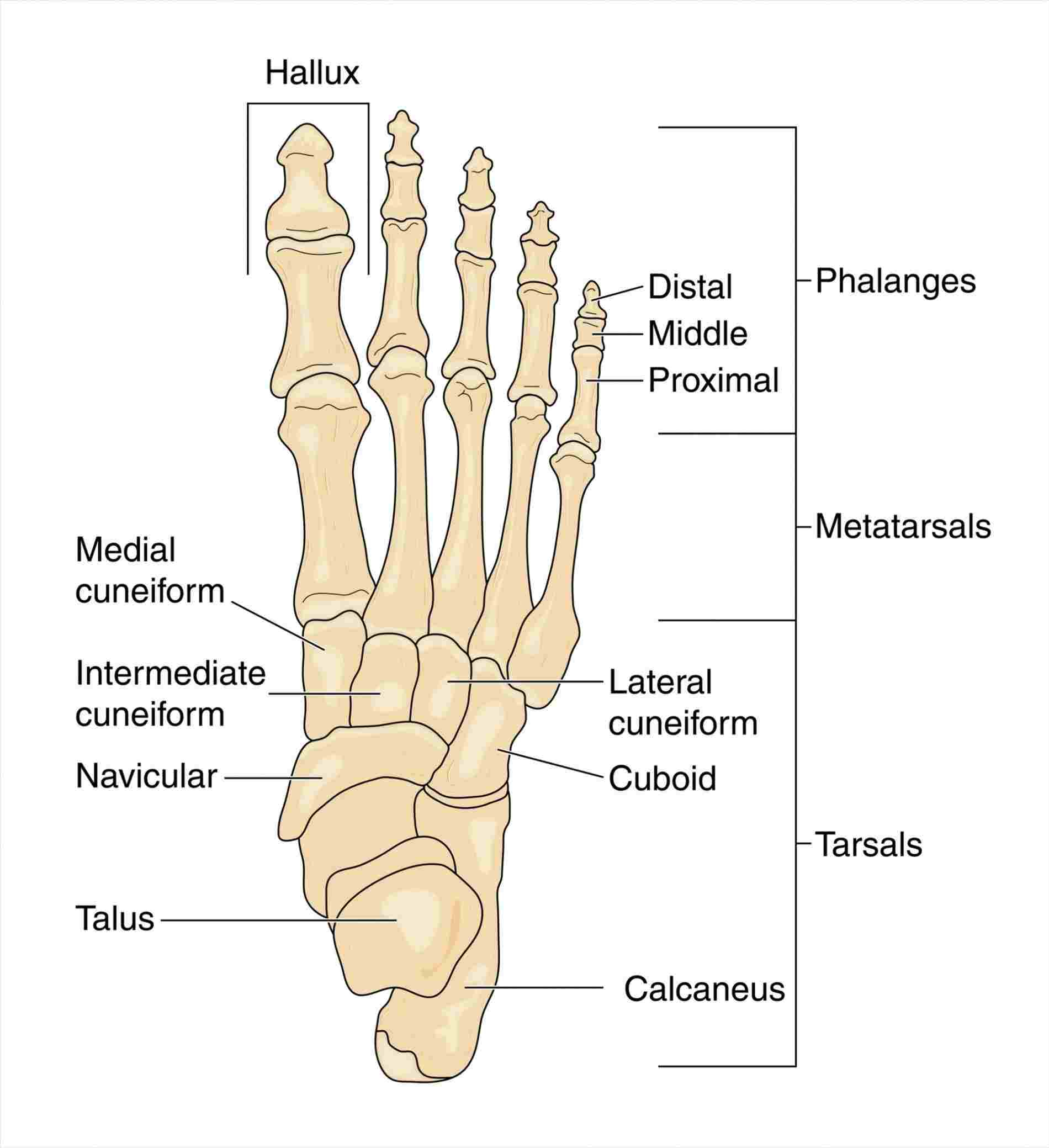 Diagram Of Hand Bones Blank Diagram Of Hand Bones Human Anatomy
