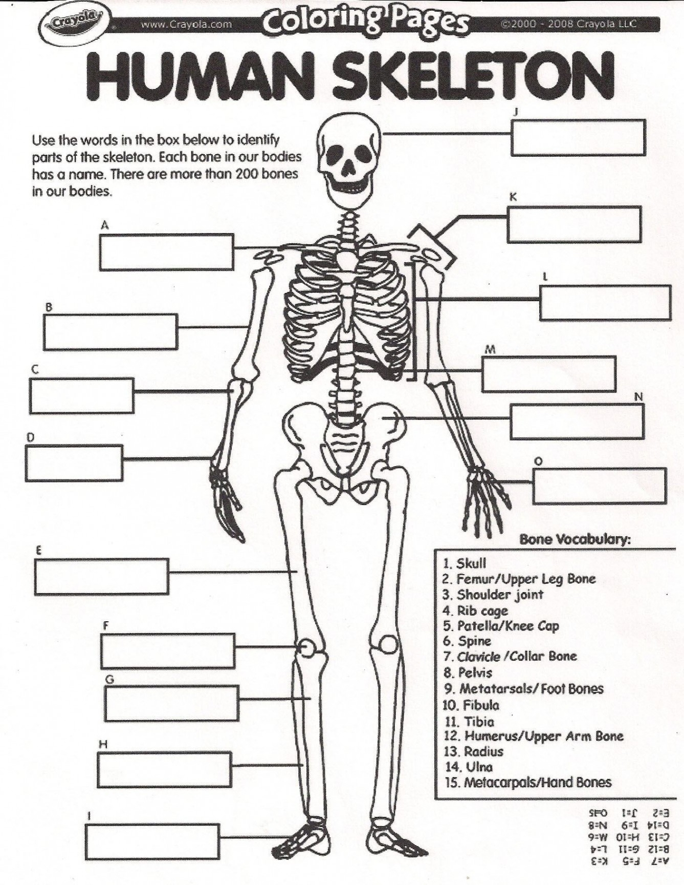 Diagram Of Hand Bones Bone Diagram Labeled New Hand Bones Diagram Blank Bone Diagram