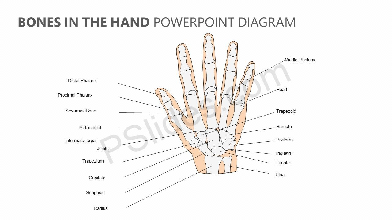Diagram Of Hand Bones Bones In The Hand Powerpoint Diagram Pslides