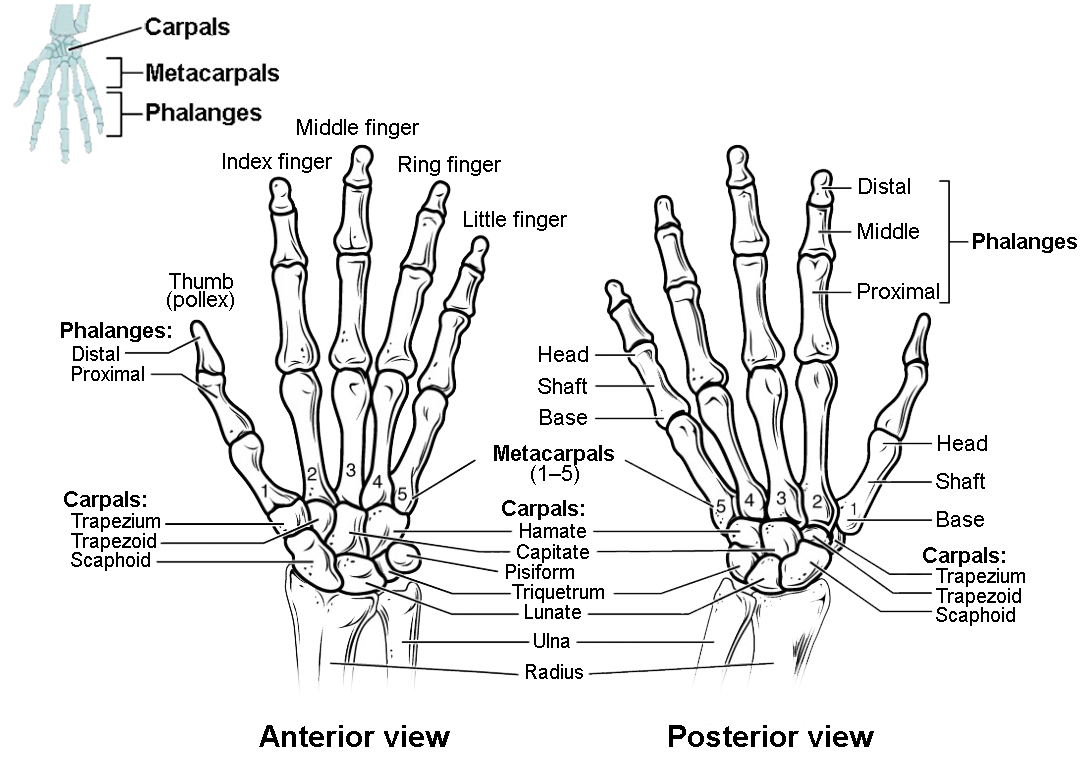 Diagram Of Hand Bones Bones Of The Upper Limb Anatomy And Physiology I