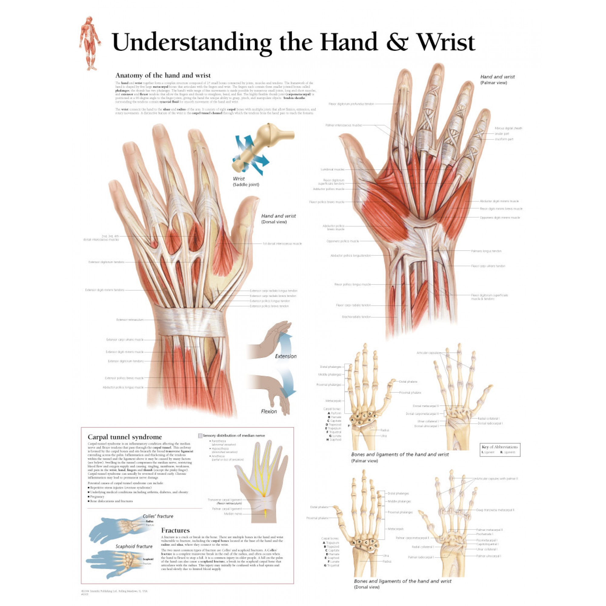 Diagram Of Hand Bones Diagram Of Hand And Wrist Wiring Diagram Review