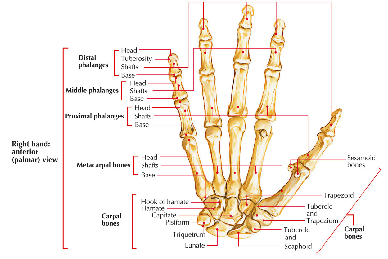Diagram Of Hand Bones Easy Notes On Bones Of The Handlearn In Just 3 Minutes