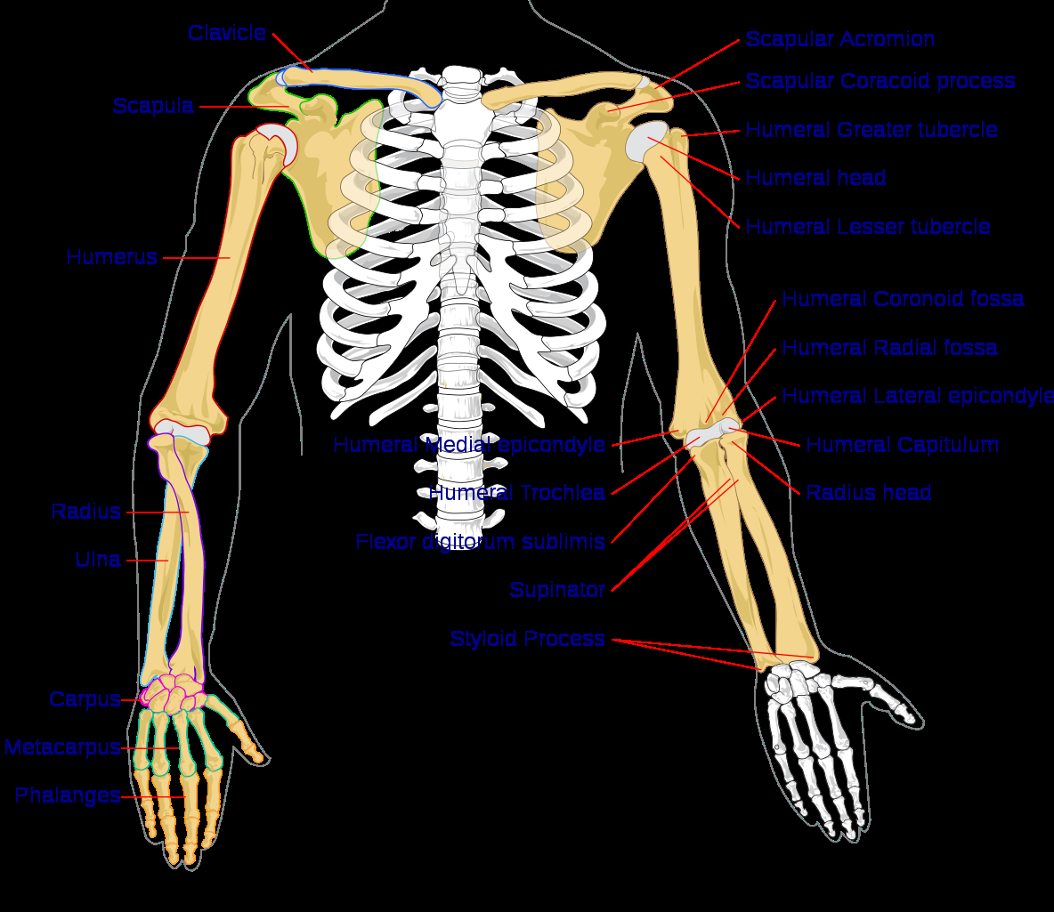 Diagram Of Hand Bones Filehuman Arm Bones Diagramsvg Wikipedia
