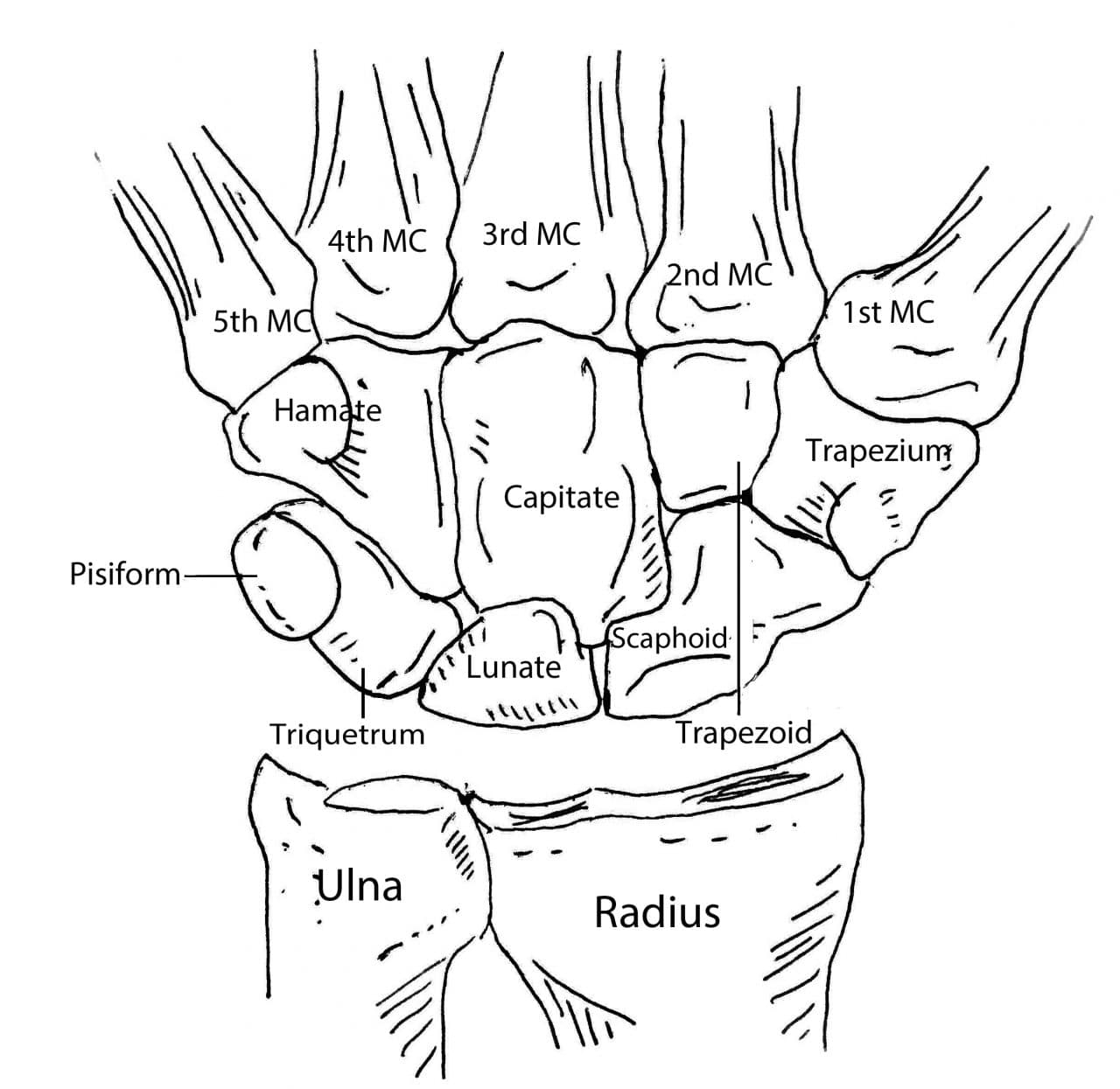 Diagram Of Hand Bones Hand Anatomy Overview Bones Blood Supply Muscles Geeky Medics