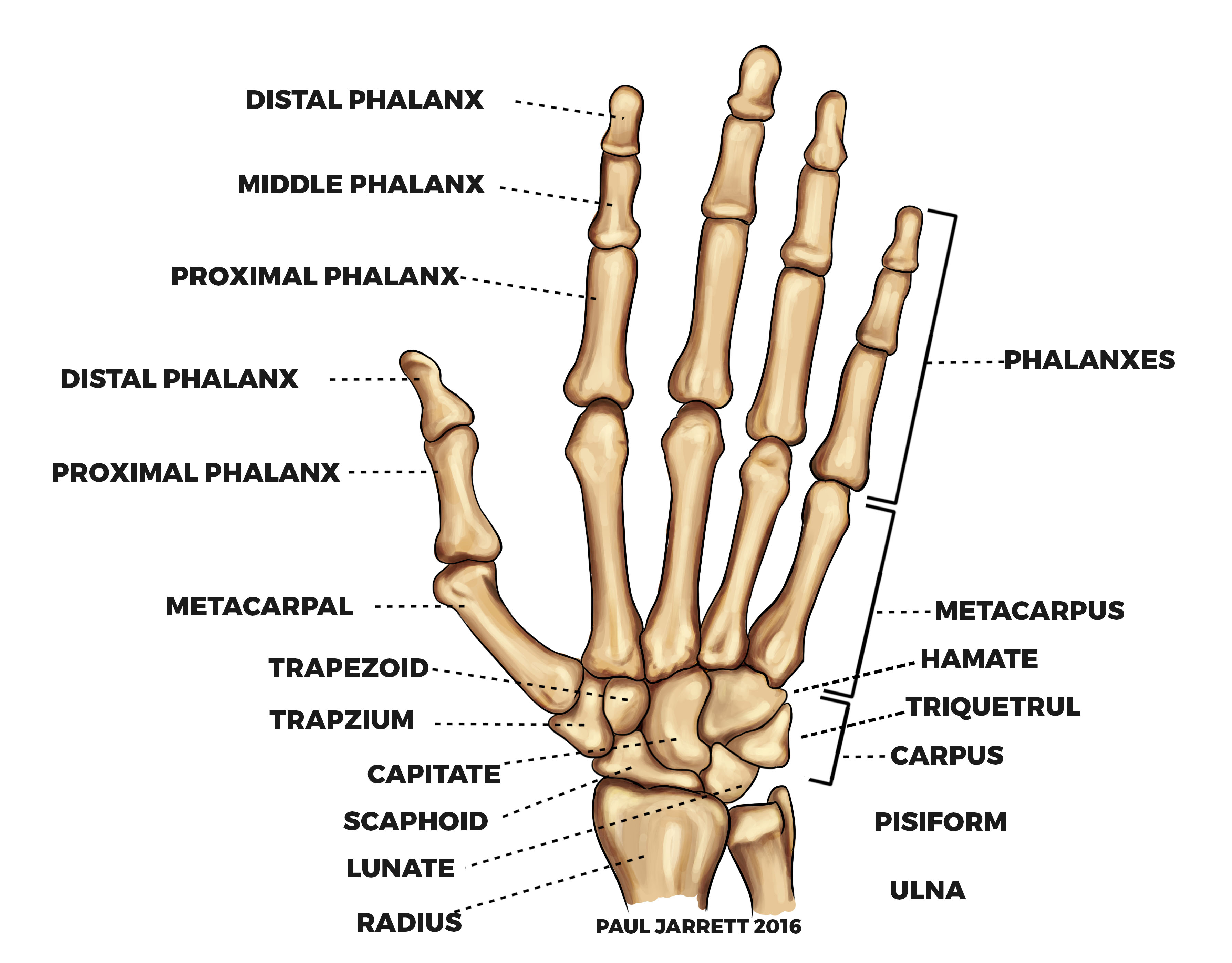 Diagram Of Hand Bones Hand And Wrist Anatomy Murdoch Orthopaedic Clinic