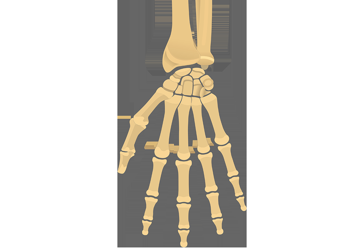 Diagram Of Hand Bones Hand And Wrist Bones Quiz Anterior Palmar View