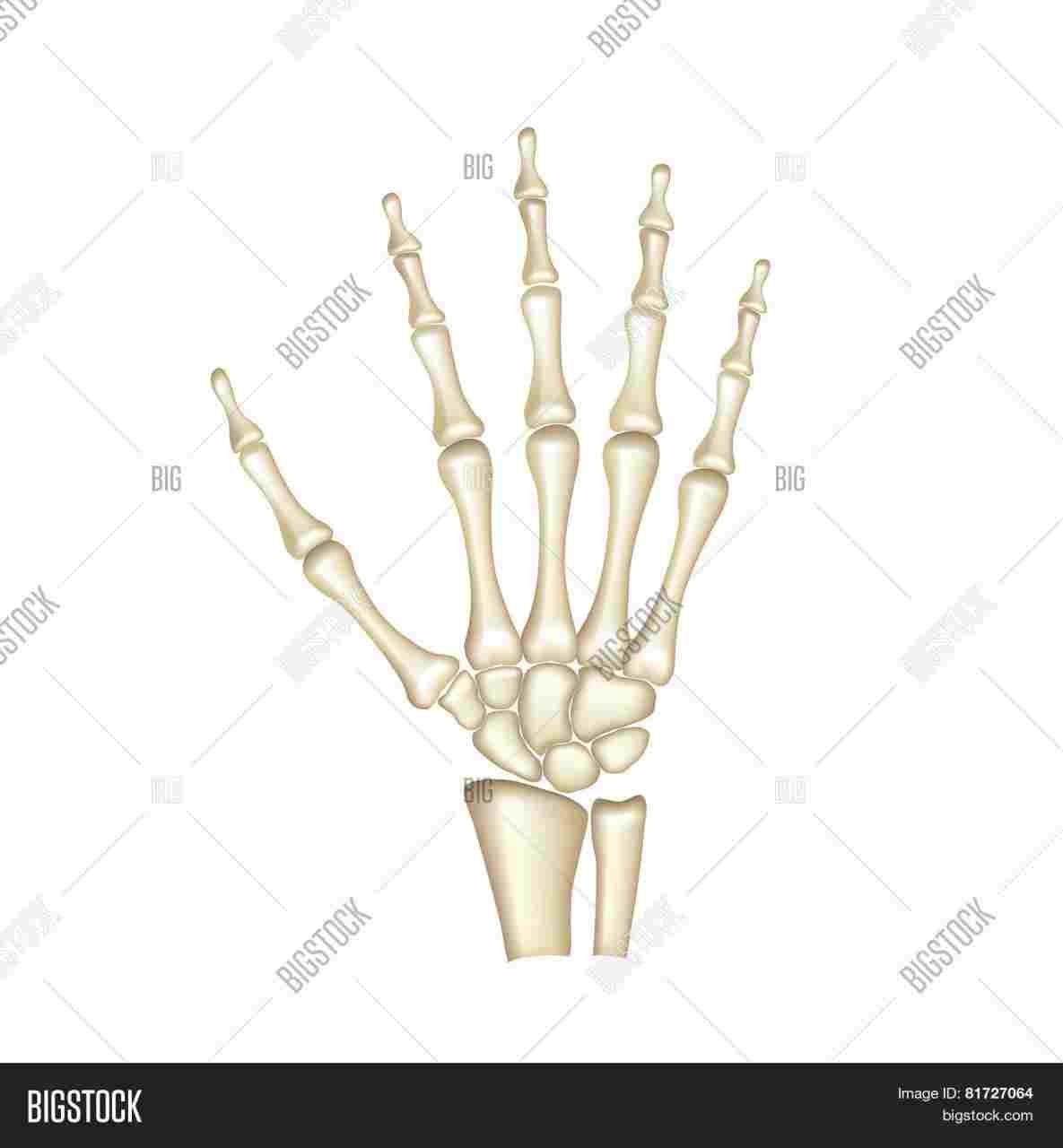 Diagram Of Hand Bones Hand Bones Anatomy Diagram Anatomy Body